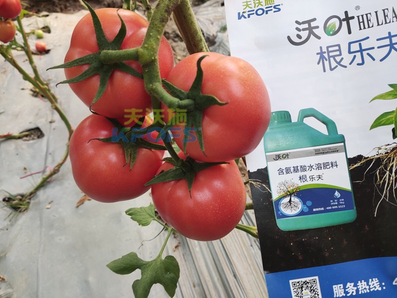 夫沃施水溶肥怎么樣？馮總告訴你答案