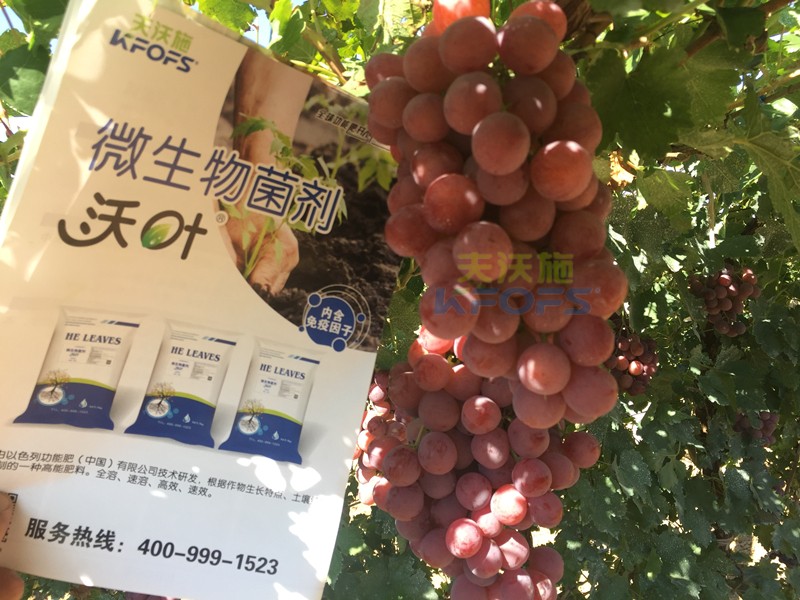 葡萄萌芽期施肥技術(shù)，很有必要一看！