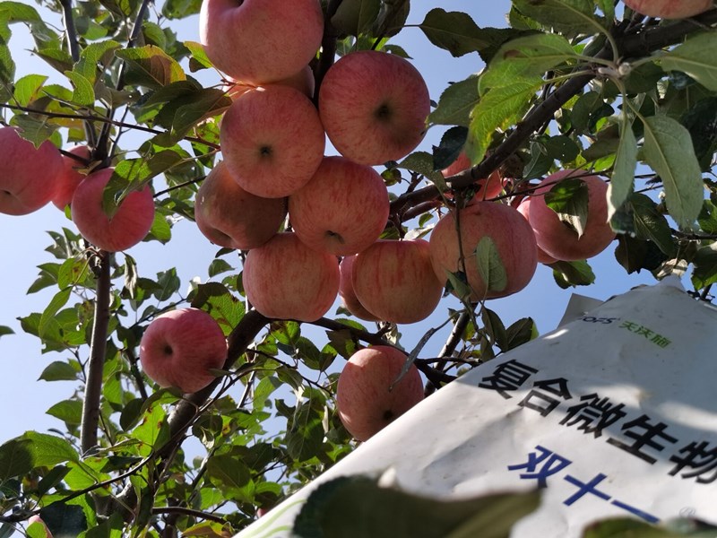 復(fù)合微生物肥料-蘋(píng)果用雙十一效果1.jpg