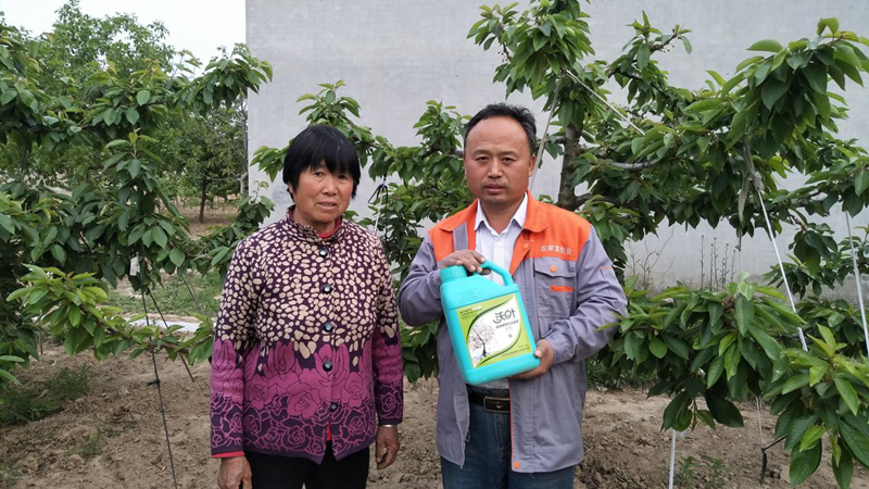 櫻桃種植過(guò)程中面臨的土壤問(wèn)題,該如何解決呢？