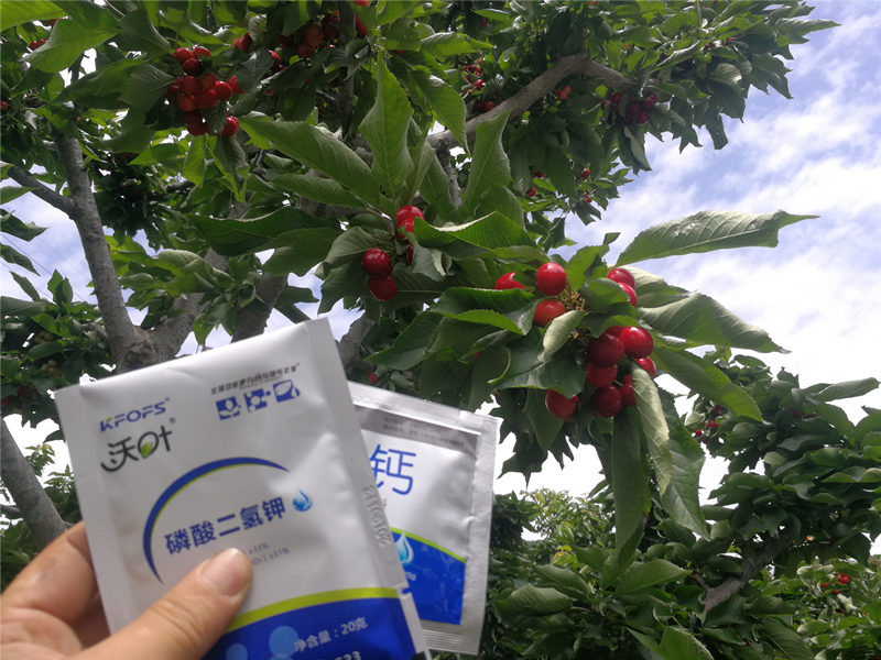 櫻桃種植管理過(guò)程中，?；ū９宕蠹夹g(shù)要點(diǎn)