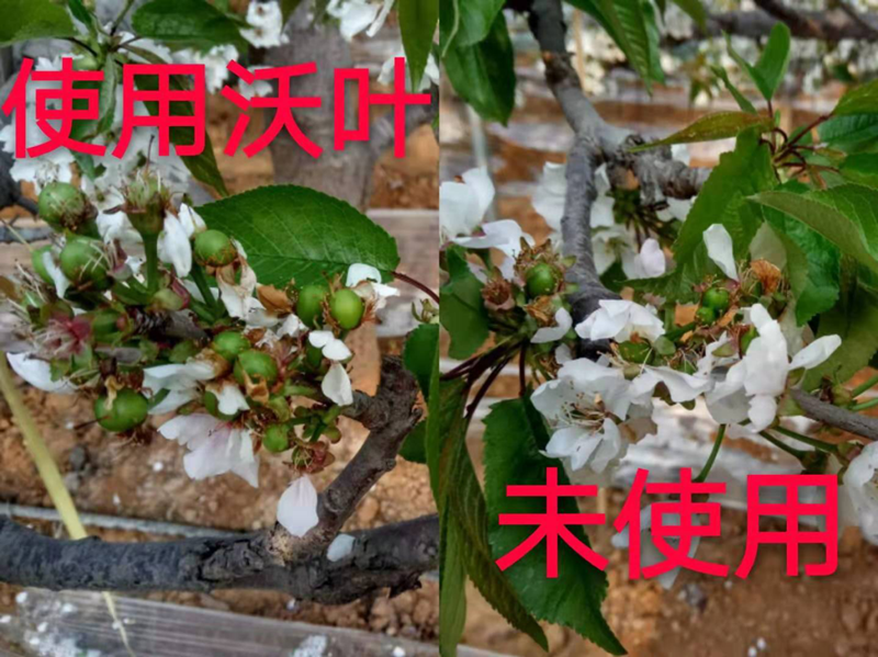 葉面肥-櫻桃用沃葉與未用沃葉對(duì)比圖.png
