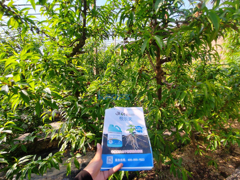 水溶肥怎么選？張總來給你支招