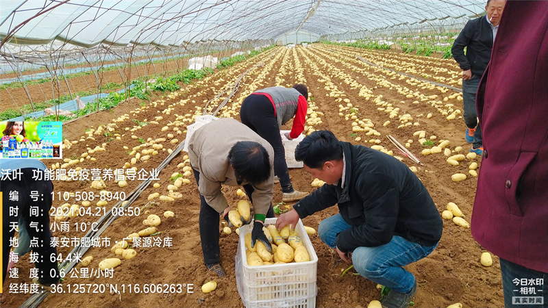 礦源黃腐酸鉀，改良土壤的好幫手