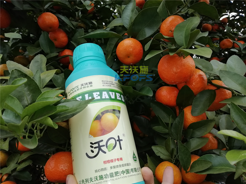 如何施肥提高柑橘產(chǎn)量，柑橘施肥技巧
