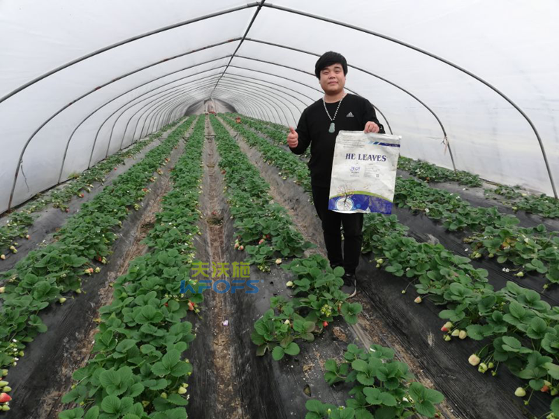 作物用肥，對(duì)食品安全的重要作用