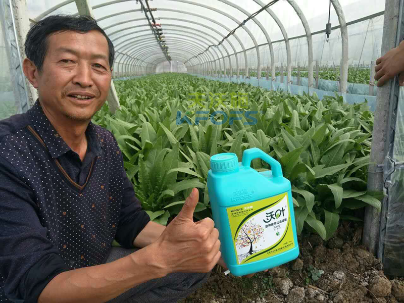 水溶肥怎樣使用，大棚蔬菜才能產(chǎn)量高