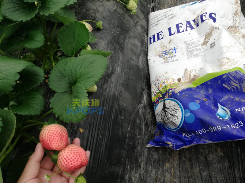 水溶肥-草莓用什么肥料好？