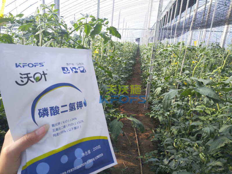 番茄葉面肥的使用技巧！