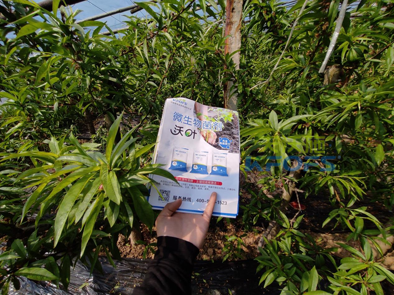 什么叫有機(jī)水溶肥-沃葉菌劑桃樹(shù).png