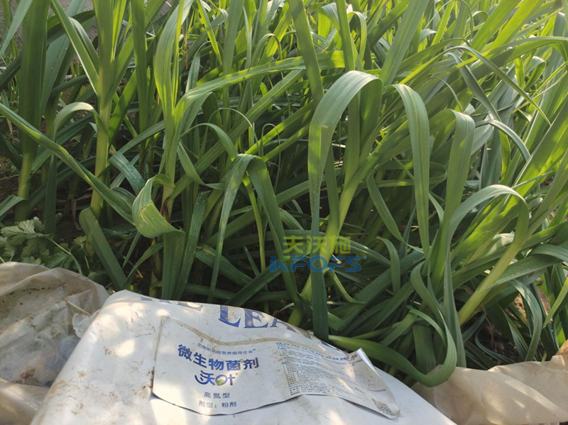 微生物菌劑如何調(diào)理土壤鹽漬化？