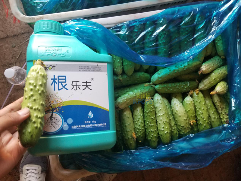 根系、土壤問(wèn)題如何解決？