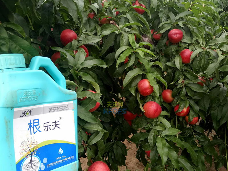 果樹生根劑用什么好？