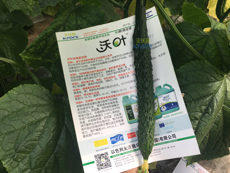 黃瓜的施肥時間及方法？