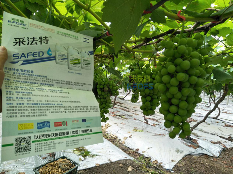 葡萄膨大期施肥技術(shù)-收藏版！