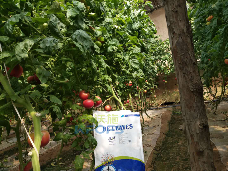 生物菌肥哪家好？