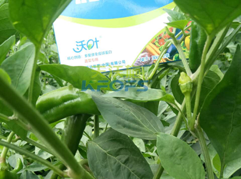 葉面肥噴施有哪些注意事項(xiàng)？1.png