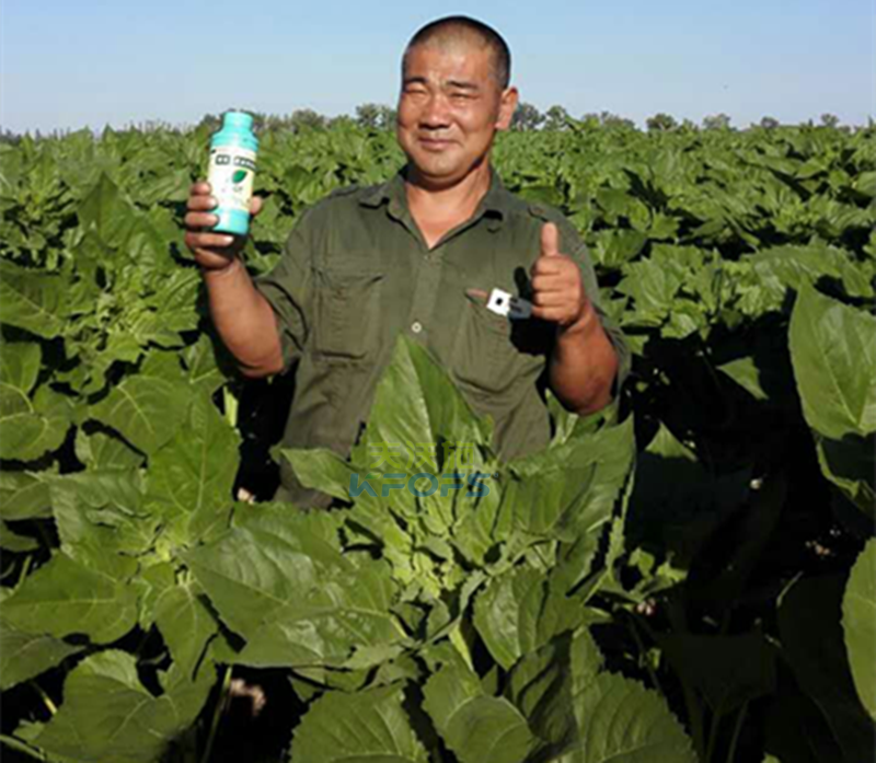 葉面肥的分類及注意事項(xiàng)有哪些？1.png
