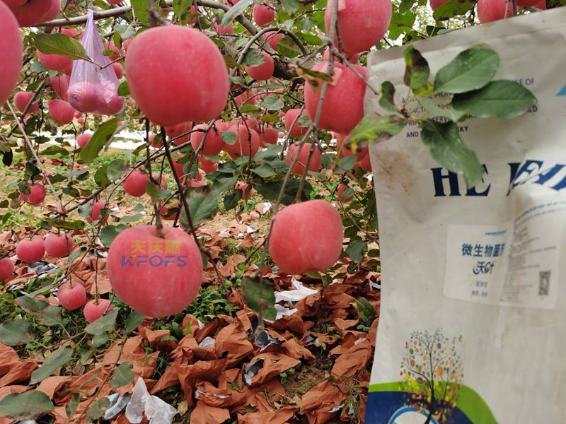 水溶肥果樹(shù)用效果好不好？