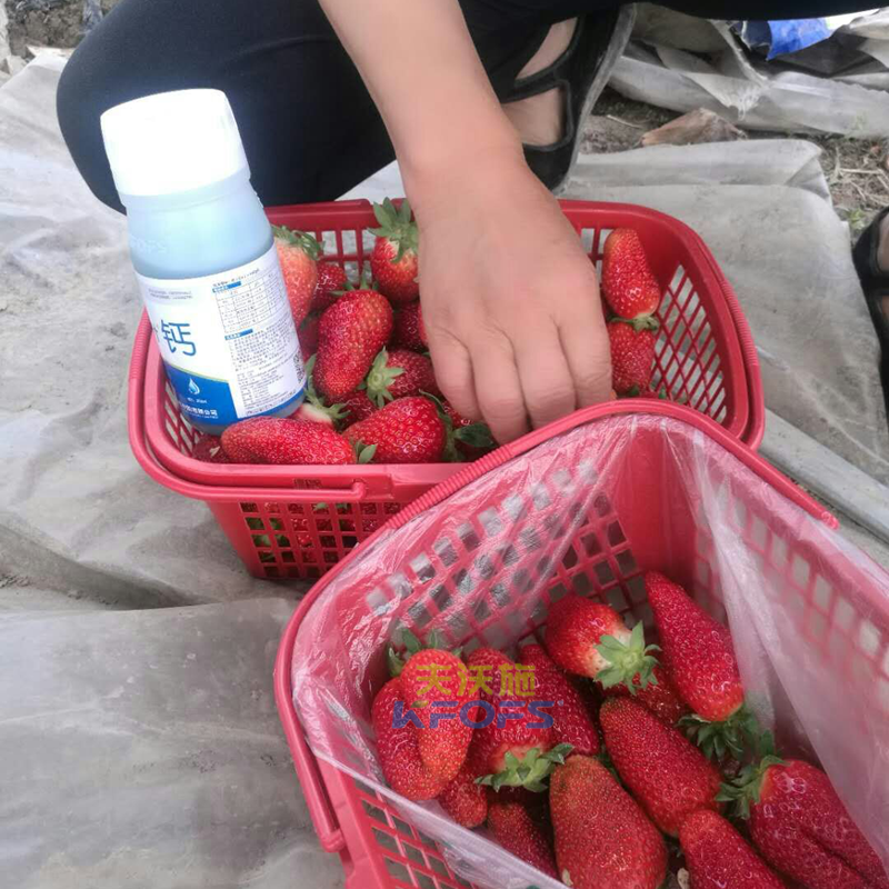 草莓果實膨大期施肥原則及方案！