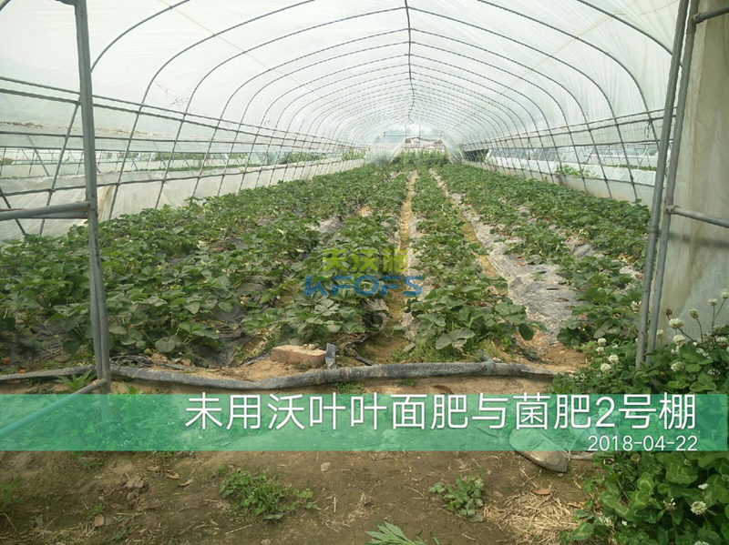 草莓果實(shí)膨大期施肥原則及方案！1.png