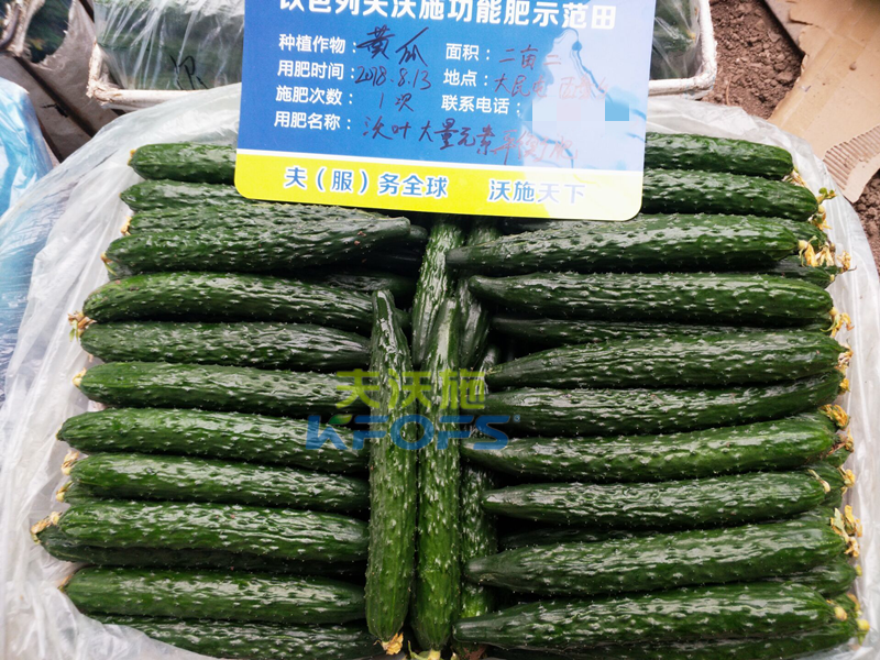 黃瓜用什么肥料產量高？1.png
