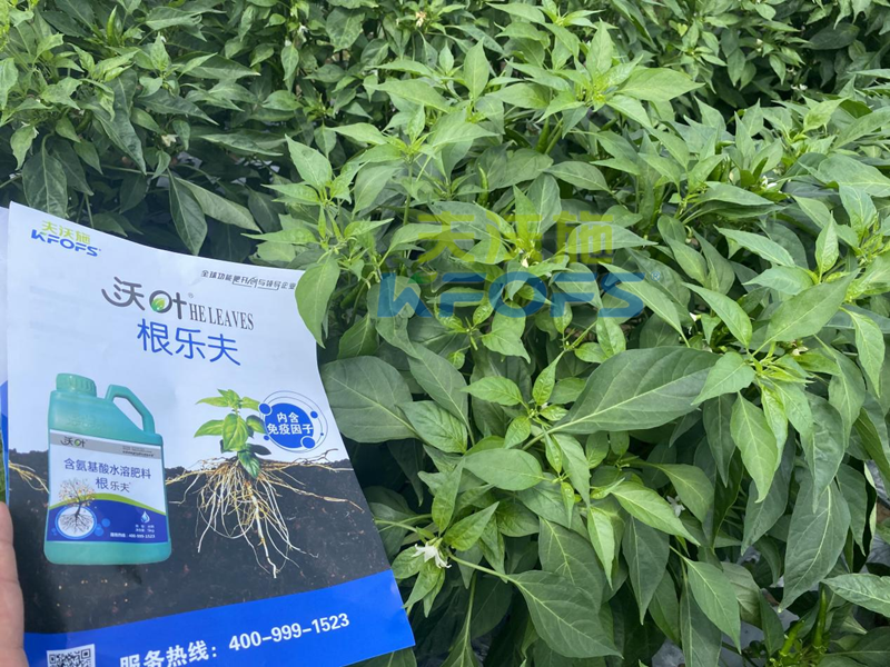 青椒種植用什么水溶肥？張大叔推薦沃葉