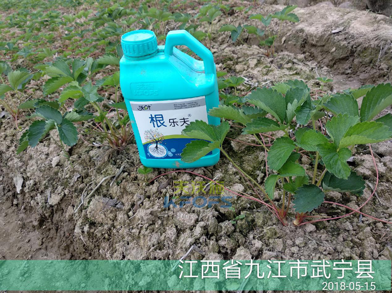 草莓如何施肥更高產(chǎn)？