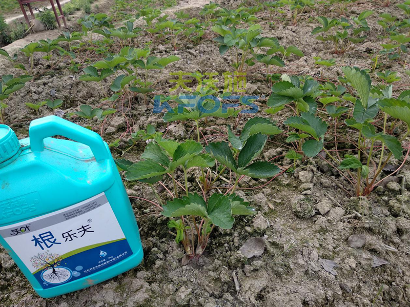草莓如何施肥更高產(chǎn)？1.png
