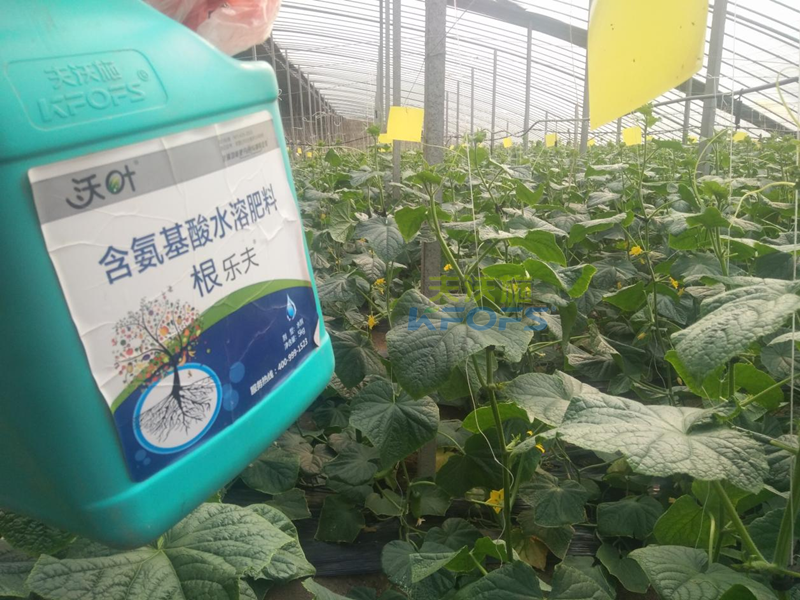 生根劑黃瓜落秧用有什么好處？