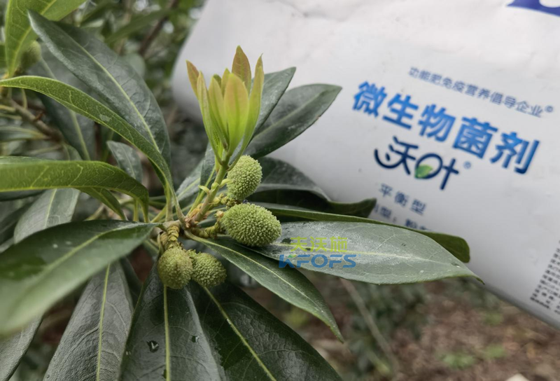 楊梅用什么水溶肥效果好？周大哥推薦沃葉
