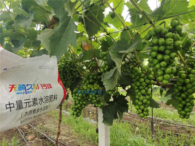 中微量元素水溶肥無畸久彩，助提商品率！