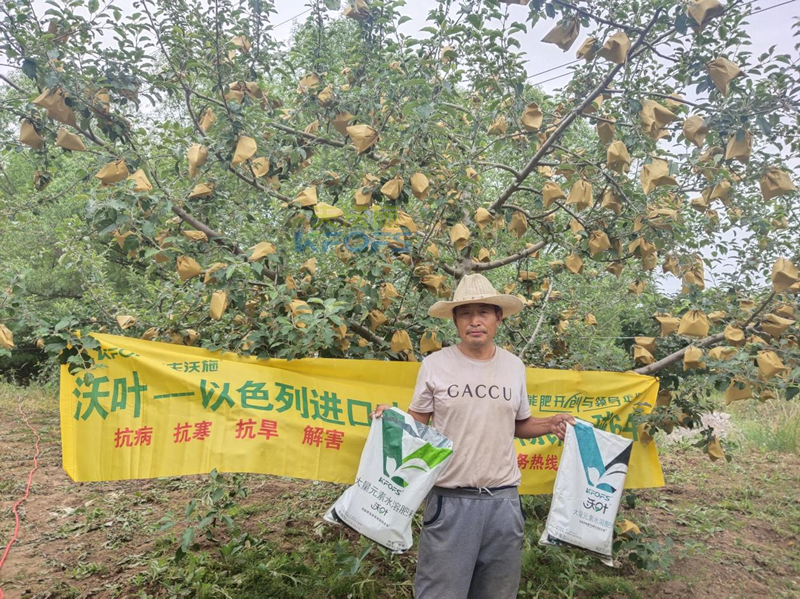 蘋(píng)果用什么水溶肥好，馮大哥推薦沃葉