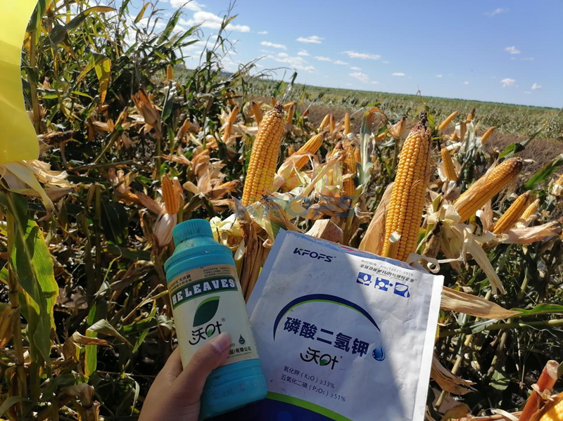 玉米葉面肥哪個(gè)品牌好？