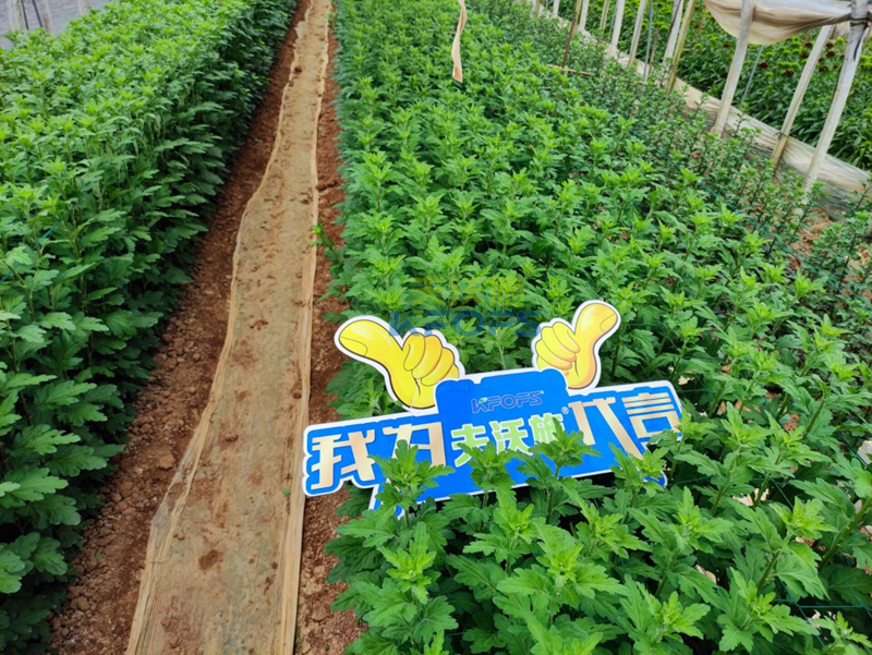 菊花上用水溶肥效果怎么樣？