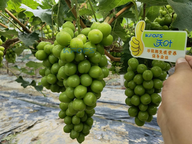 水溶肥，果樹種植戶認(rèn)準(zhǔn)夫沃施