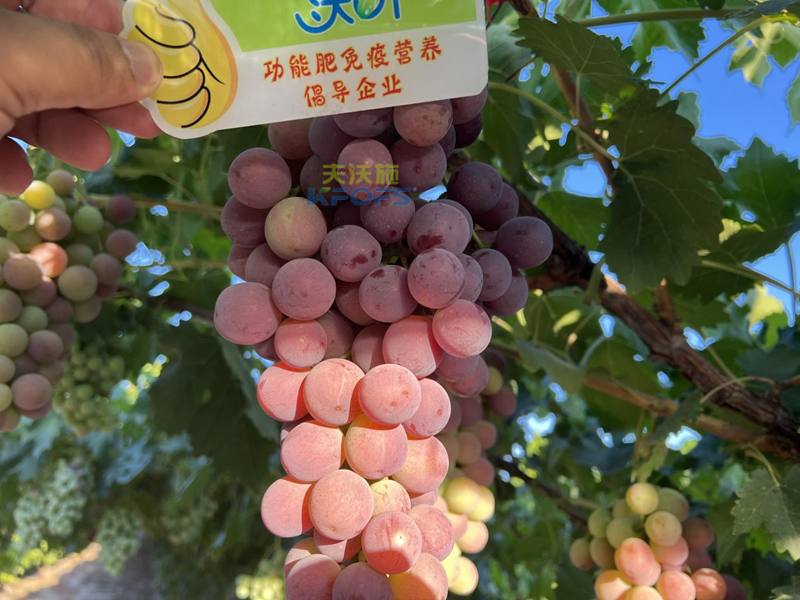 水溶肥怎么選，為啥種植戶認可沃葉?