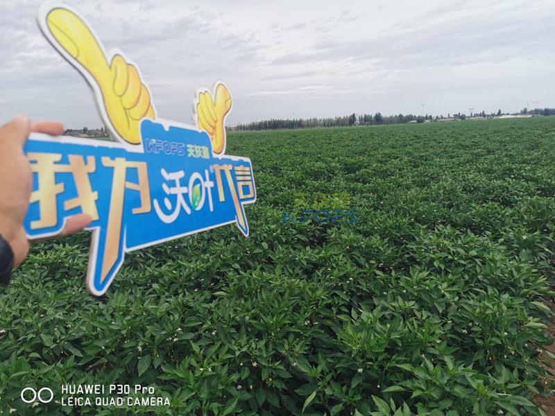 辣椒用什么肥料效果好？