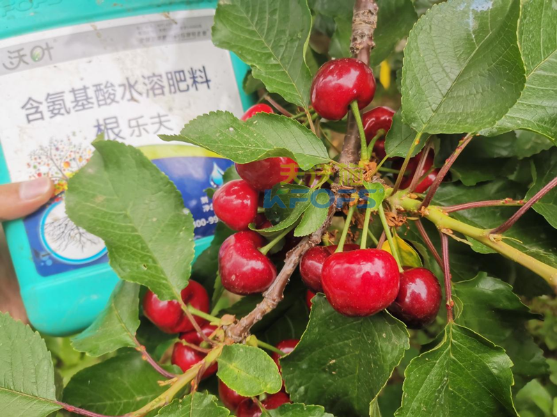水溶肥哪家好？為何他們選沃葉？