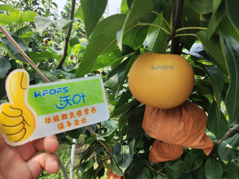 水溶肥怎么選？李總來幫你支招