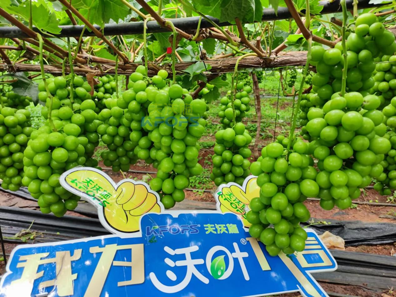 陽光玫瑰葡萄用什么肥料好？