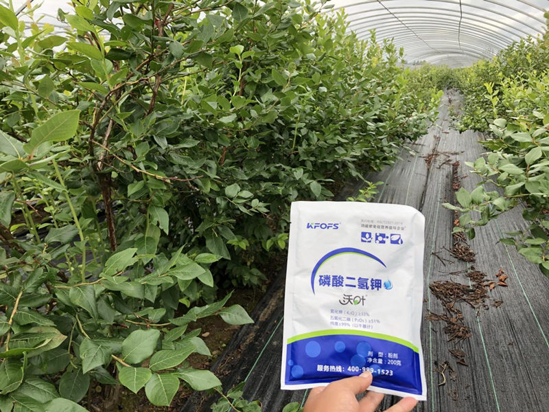 磷酸二氫鉀怎么用效果好？