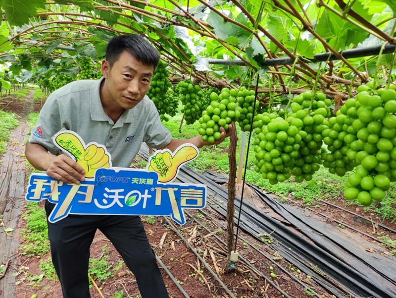 新栽葡萄施肥技術(shù)，附種植條件