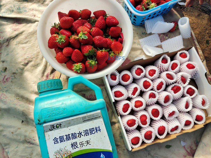 生根劑哪家好？劉老板就選沃葉