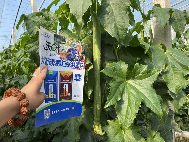 蔬菜施什么肥長得快又好？
