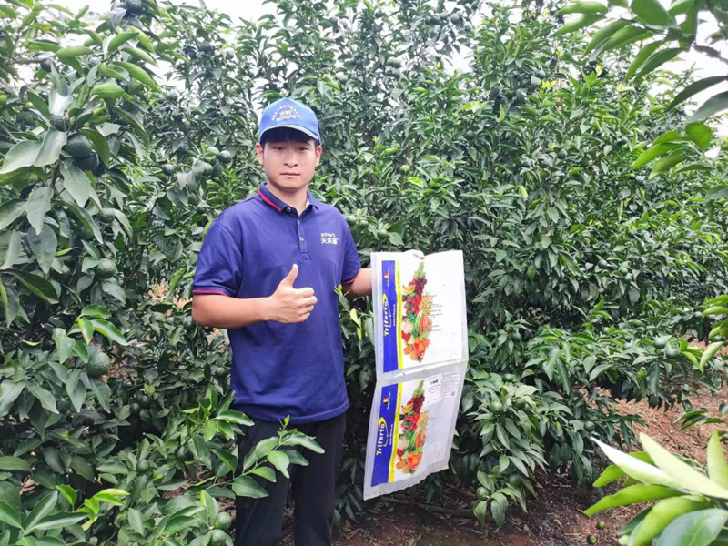 水溶肥用的好，沃柑產(chǎn)量才能高