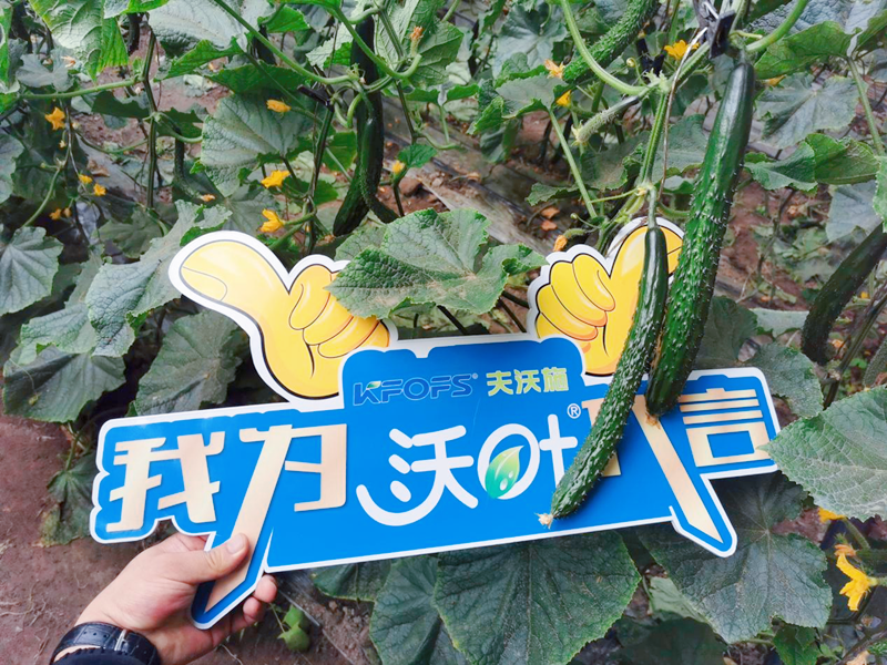水溶肥效果怎么樣？