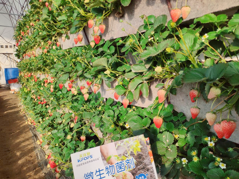 微生物菌劑用在草莓上效果怎么樣？