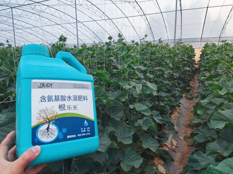 黃瓜施用水溶肥效果怎么樣？