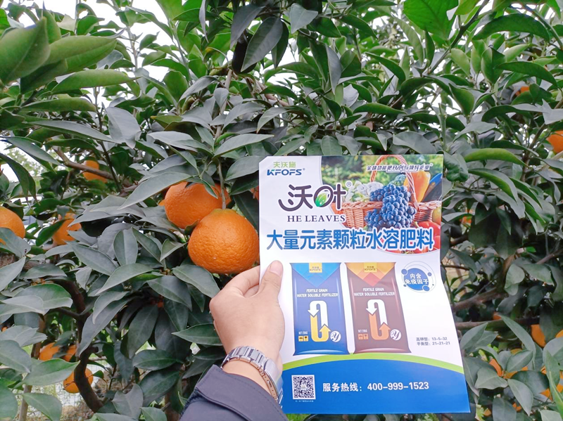 柑橘樹(shù)施什么肥料好-沃葉顆粒水溶肥.png